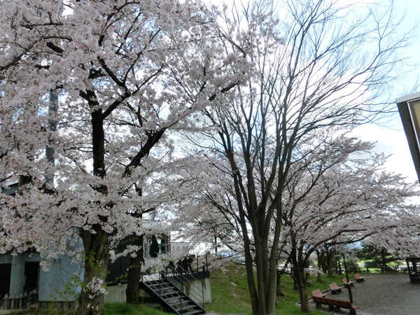 e0131399_01037.jpg