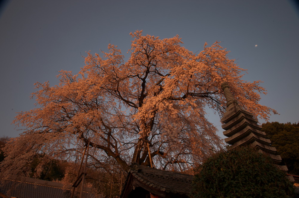 今年撮ったしだれ桜の写真をアップします_f0000502_11251427.jpg