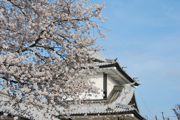 桜～(^_^)/_f0040703_133670.jpg