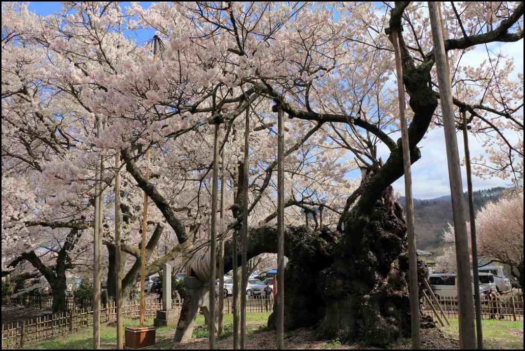 日本最古2000年の時を刻む桜_a0188405_22361734.jpg