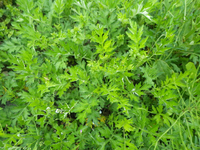 c0280206_7252061.jpg