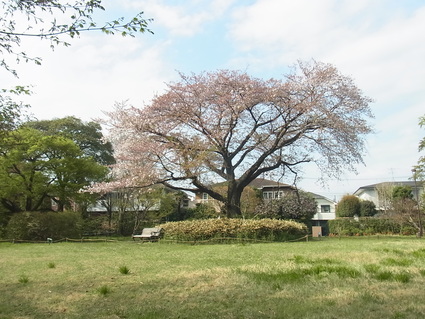 ソメイヨシノの花がまだ少し残っています_b0049307_1774168.jpg