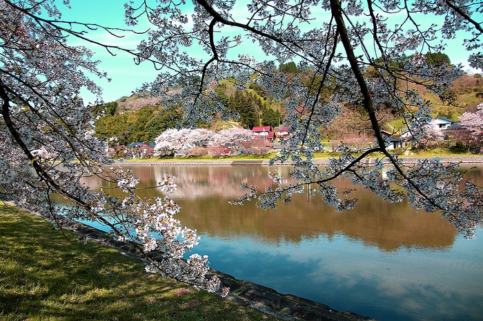 木次　”斐伊川堤防の櫻並木”　撮影会　そのⅡ_a0140608_7194310.jpg