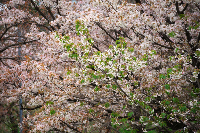 a0263109_9344286.jpg