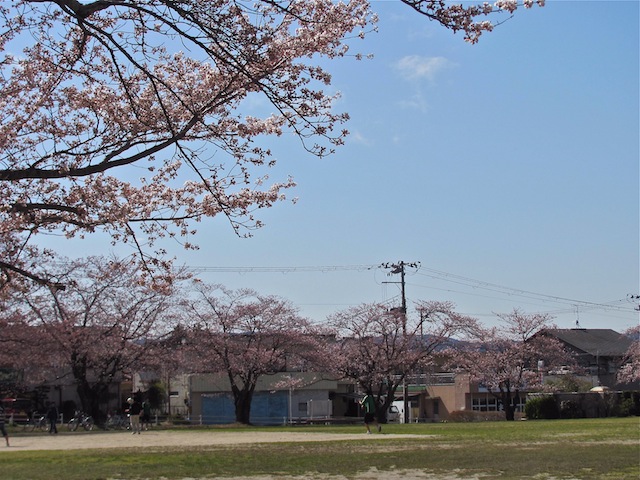 桜咲く−１_b0190709_9562133.jpg