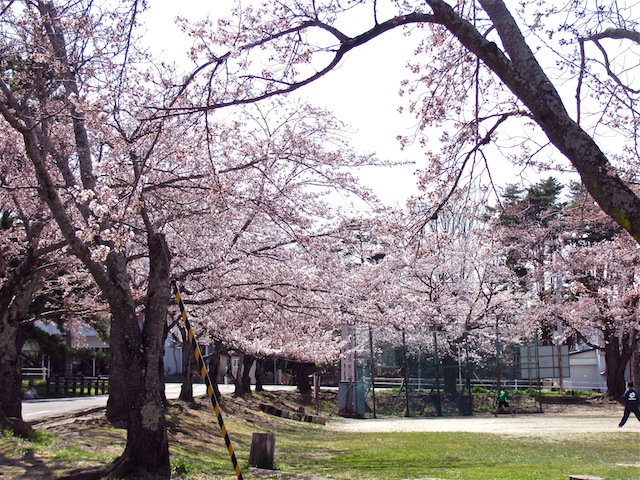 桜咲く−１_b0190709_9582539.jpg