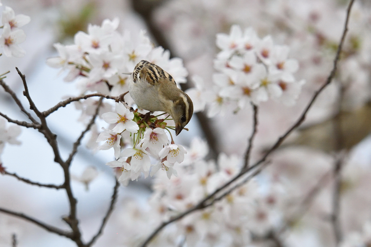 ニュウナイスズメはグルメ_a0189912_1535865.jpg