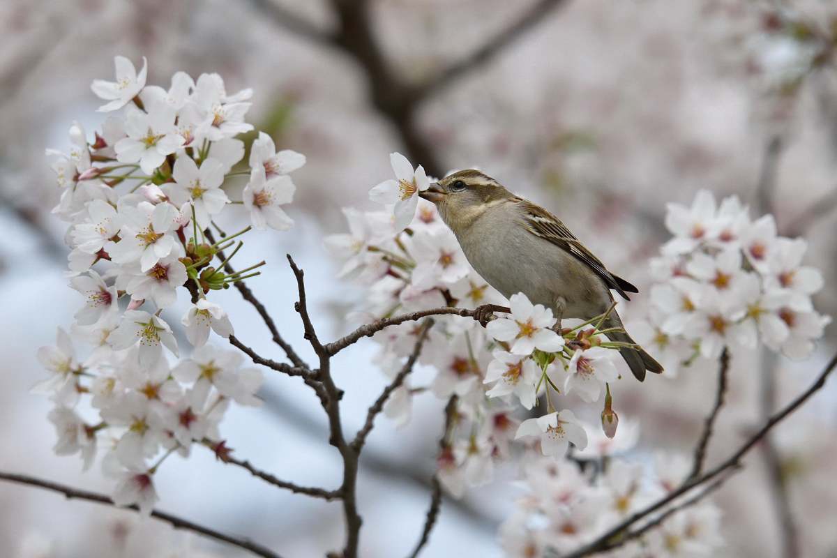 ニュウナイスズメはグルメ_a0189912_1542870.jpg