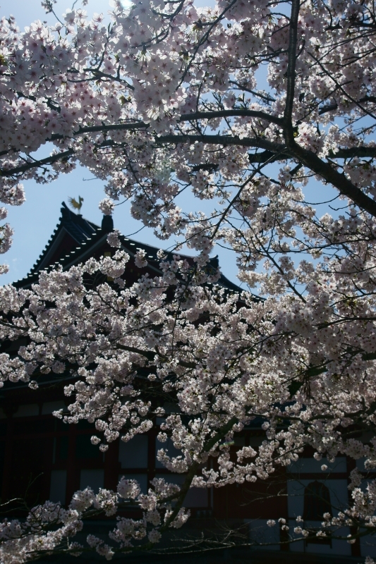 平等院_e0177413_9235385.jpg