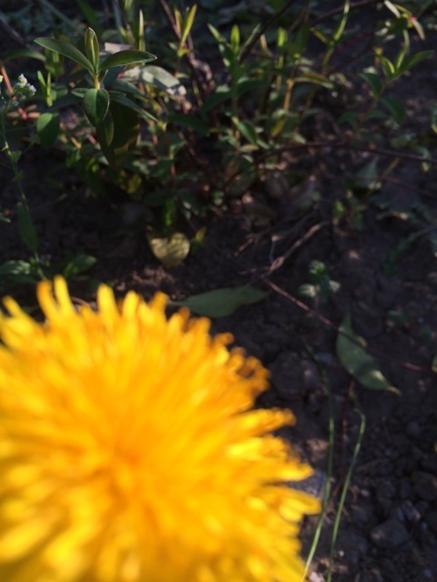 f0274713_21251727.jpeg