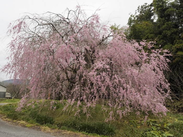 久保アグリファームのしだれ桜_c0116915_0524100.jpg