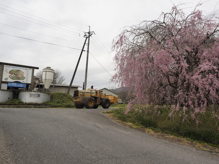 久保アグリファームのしだれ桜_c0116915_061795.jpg