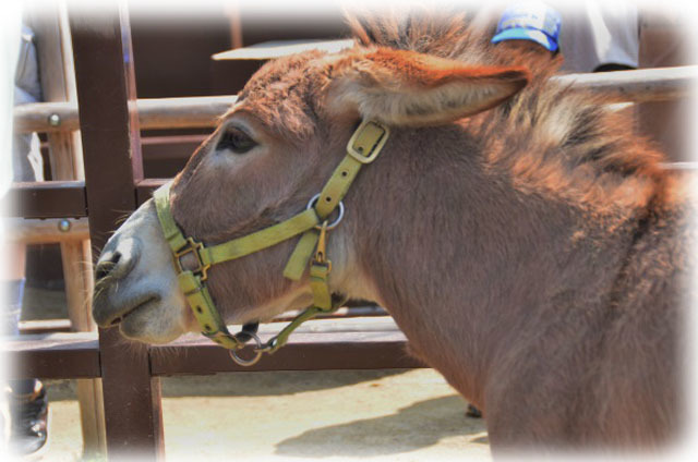 春の京都市立動物園_c0184716_04452339.jpg