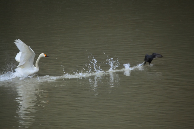 ♪　白鳥のカップル　♪_e0242721_715773.jpg