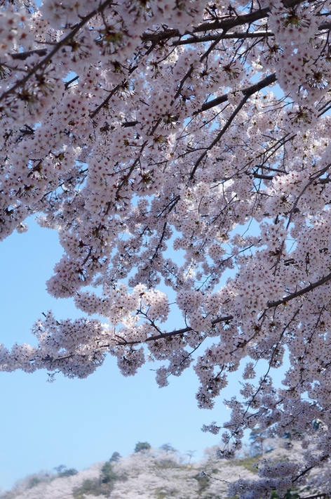 名残の桜【続②地元愛川 さがみの霊園のソメイヨシノ】も素敵でした♪4月4日撮影_b0033423_2142831.jpg