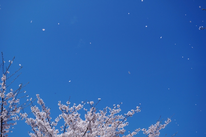 名残の桜【続②地元愛川　さがみの霊園のソメイヨシノ】も素敵でした♪４月４日撮影_b0033423_215056.jpg