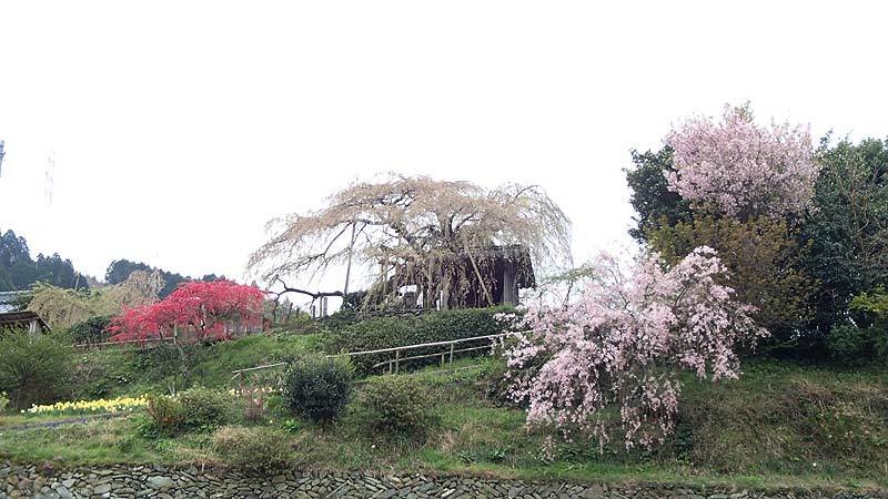 2015 春の峠祭り_b0020828_18292335.jpg