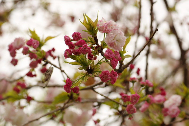 八重桜の蕾 100輪 （森林総合研究所 多摩森林科学園／兼六園菊桜