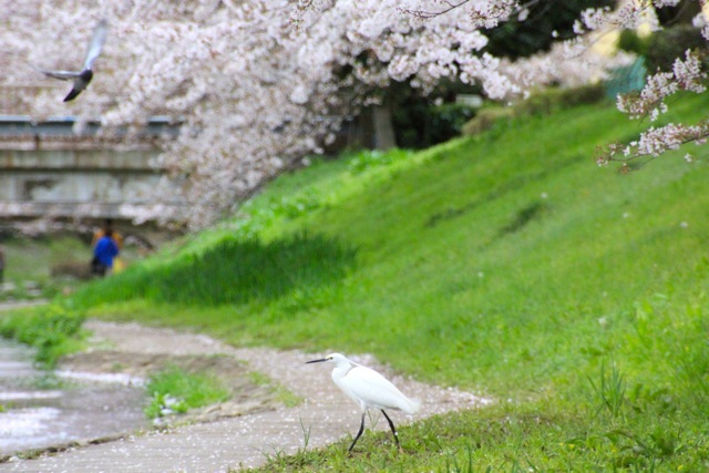 【江川せせらぎ緑道】part 1_f0348831_23014077.jpg