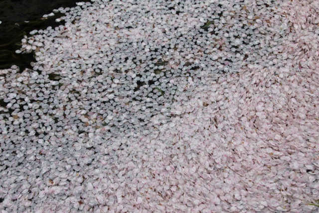 【江川せせらぎ緑道】part 1_f0348831_23015851.jpg