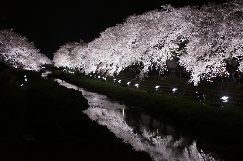 野川の桜(ラスト)☆暗闇に浮かびあがる満開の桜_a0122932_22291244.jpg