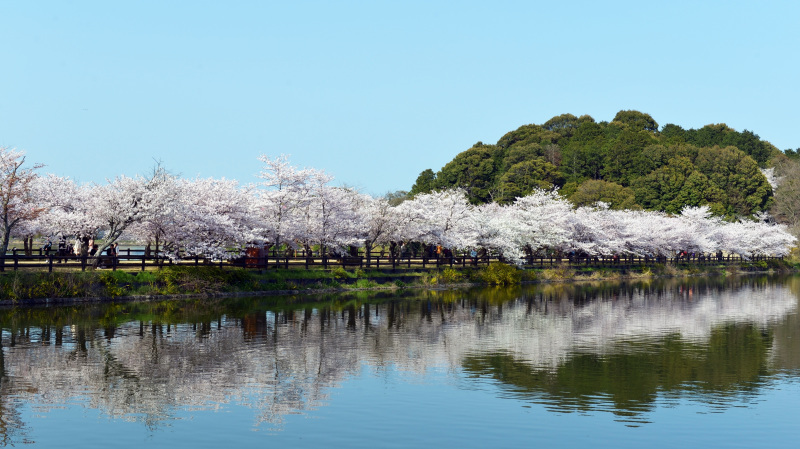 亀鶴公園 の桜 15 Muragi の 写真の世界
