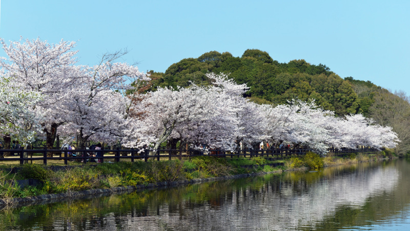 亀鶴公園 の桜 15 Muragi の 写真の世界