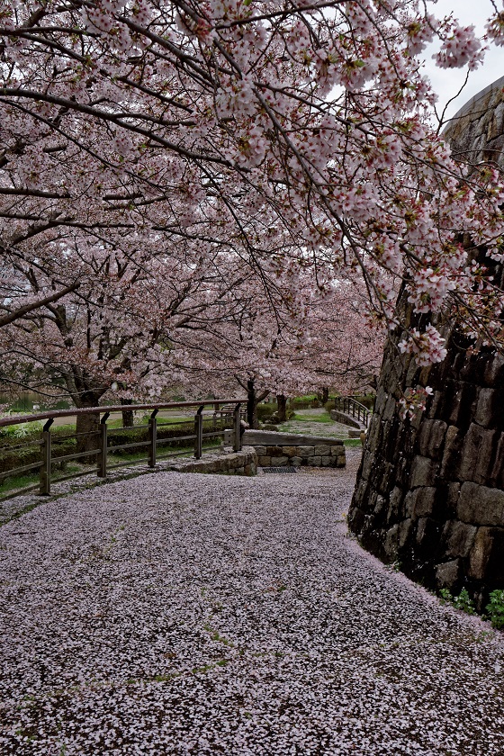 今が旬の馬見丘陵公園　その３_f0274536_024552.jpg