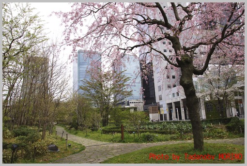 ご近所をウロチョロと桜散歩②_b0162847_011198.jpg