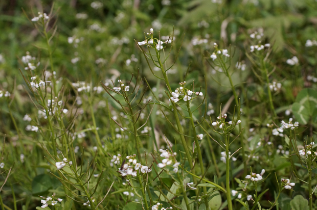 湧水の花_f0214649_4124872.jpg