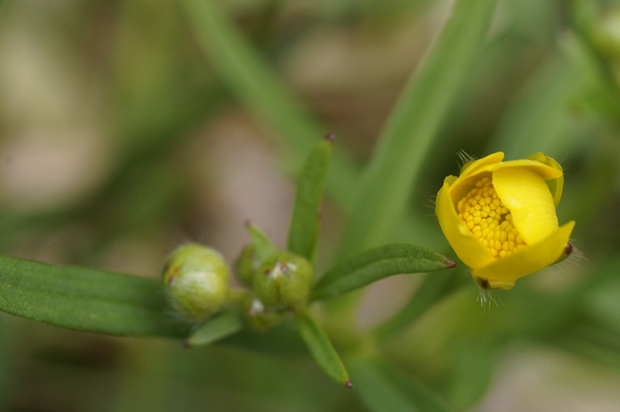 湧水の花_f0214649_4225558.jpg