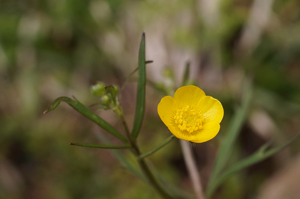 湧水の花_f0214649_4231317.jpg