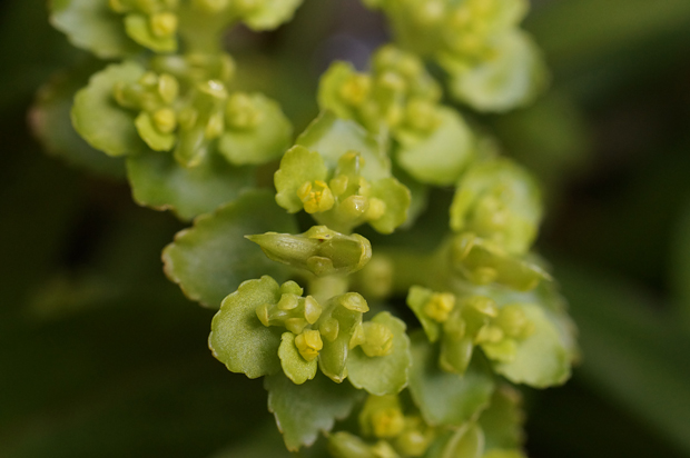 湧水の花_f0214649_4253476.jpg