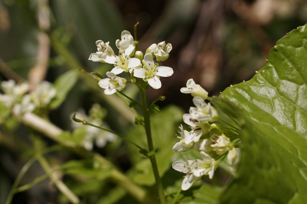 湧水の花_f0214649_4292917.jpg