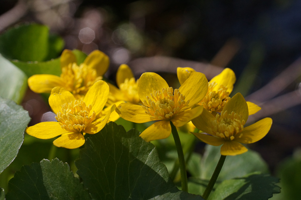 湧水の花_f0214649_434656.jpg