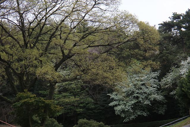 大池公園、さくら_f0288049_20343454.jpg