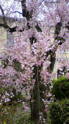 京都府庁の桜_d0175151_2152577.jpg