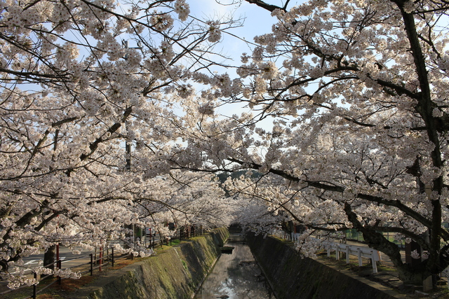 ２０１５桜♪_f0108553_17273957.jpg