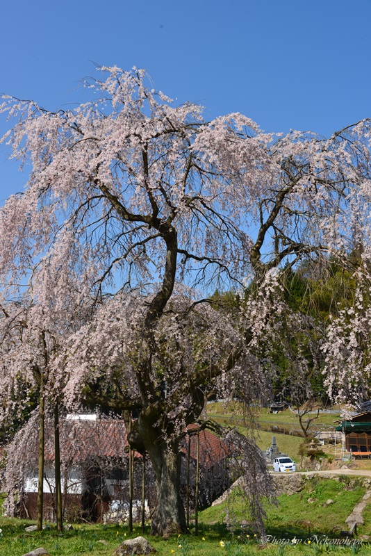 豊平　小田掛のしだれ桜_c0122455_7265392.jpg