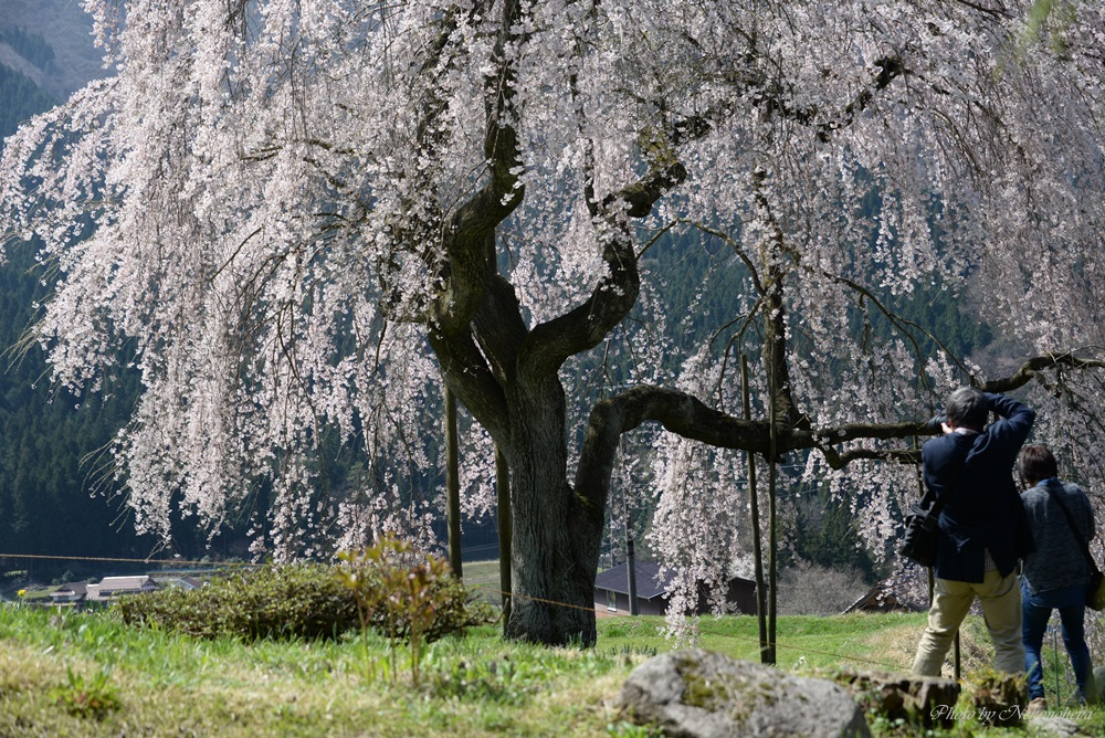 豊平　小田掛のしだれ桜_c0122455_7294940.jpg