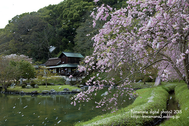 足守　近水園のしだれ桜_f0324756_1511533.jpg