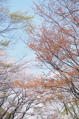 桜の季節 - 2_f0214858_23382271.jpg