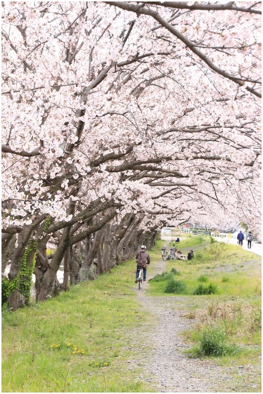 満開の桜並木３＠いつもの川辺♪_a0167759_2114929.jpg