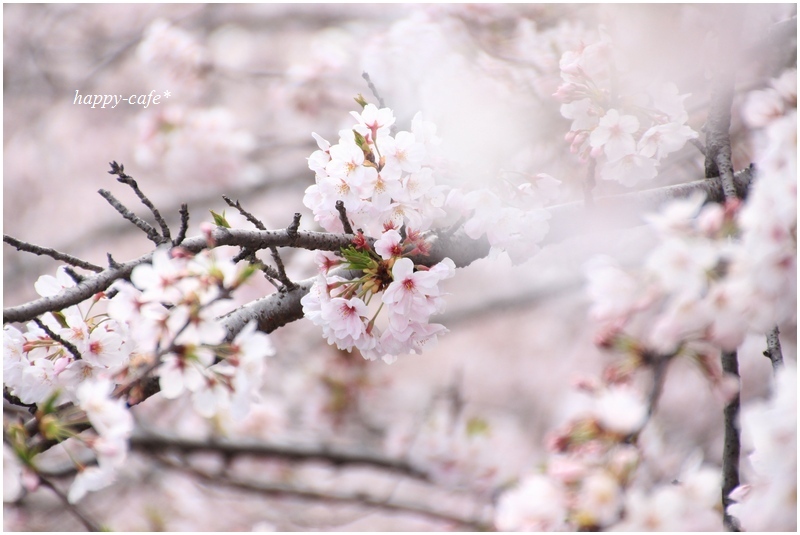 満開の桜並木３＠いつもの川辺♪_a0167759_2161193.jpg