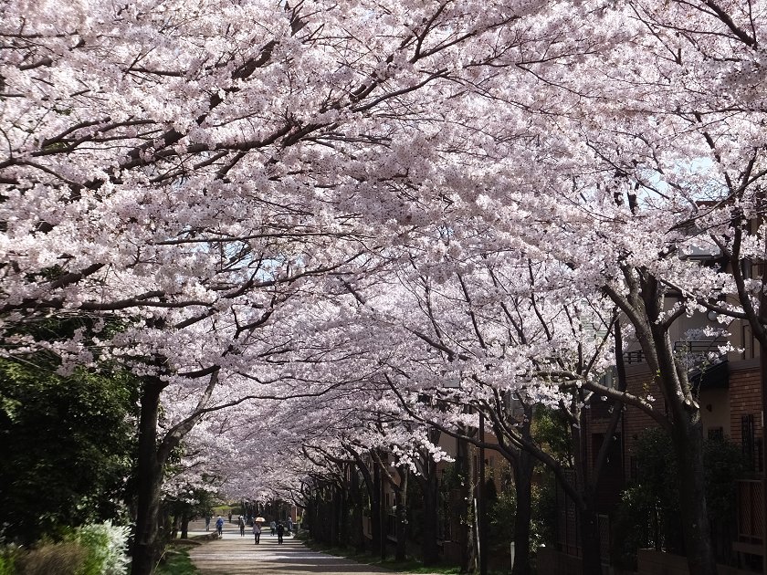 桜♪　南大沢・尾根緑道_a0226059_23354934.jpg