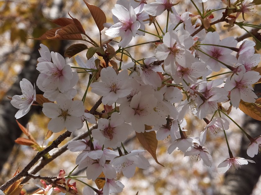 桜♪　南大沢・尾根緑道_a0226059_23364986.jpg