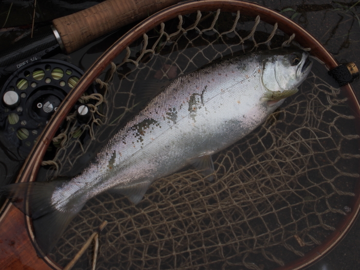 狩野川、久しぶりの数釣りぃ！_f0064359_21100453.jpg