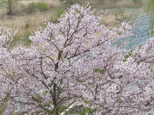 桜とポーちゃんとペルレさん_c0260460_07355695.jpg