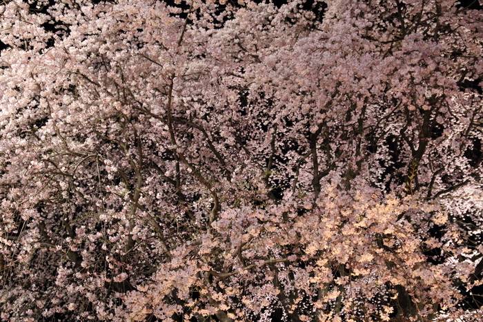 六義園　しだれ桜と大名庭園のライトアップ　3_d0152261_218543.jpg