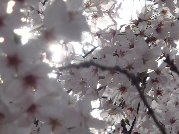 春だ！お花見だ！！_e0243461_10573797.jpg